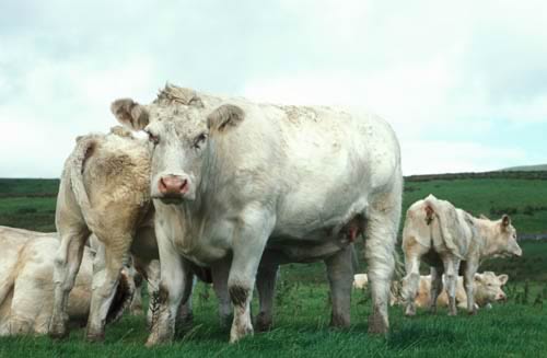 Cattle